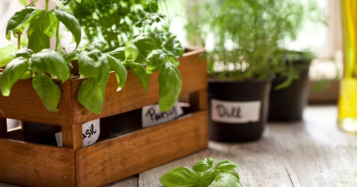 Container Gardening for beginners