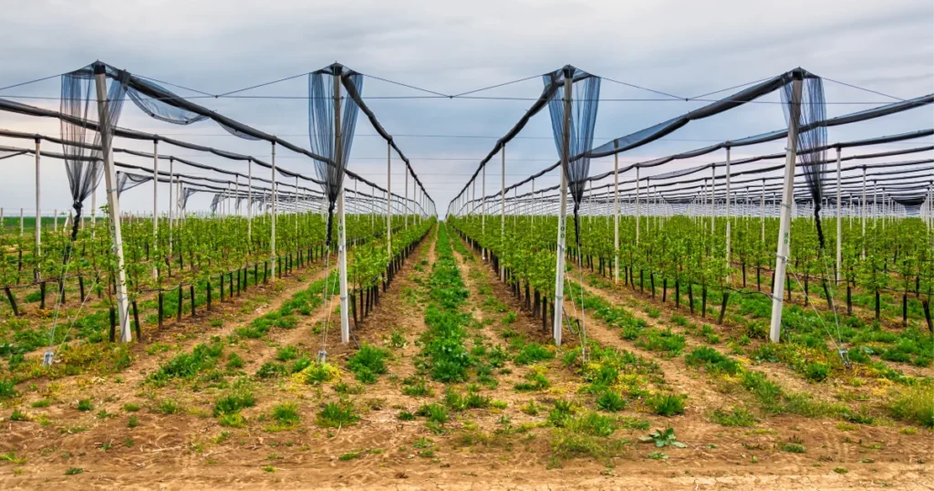 Benefits of Cover Crops in Rotations