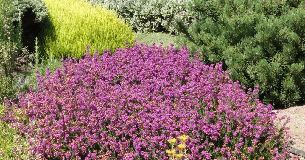 Drought-Tolerant Plants for Water-Wise Gardening