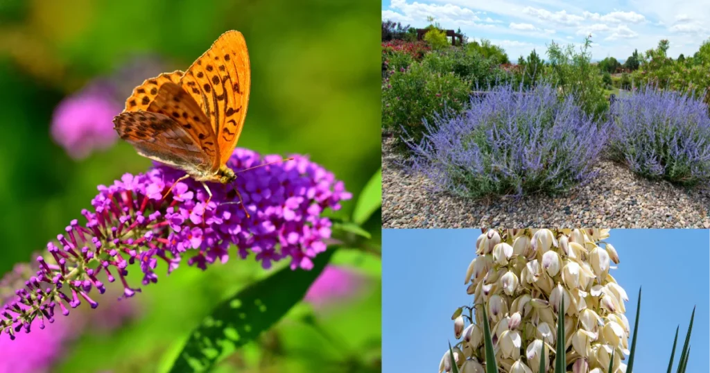 Drought-Tolerant Plants for Water-Wise Gardening