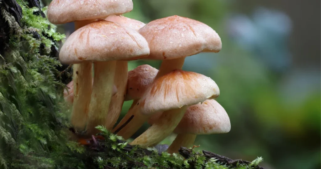 Growing Edible Mushrooms at Home