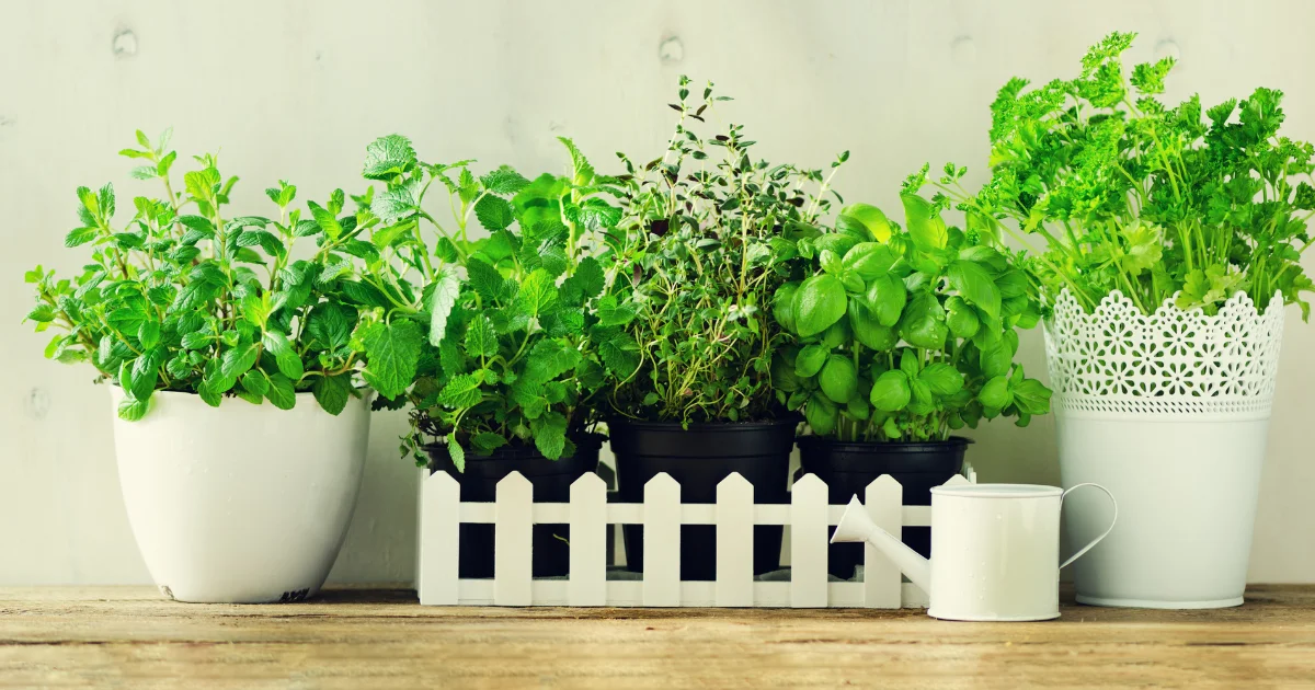 Tips for Growing a Herb Garden in Pots