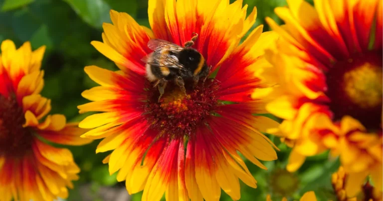 How to Attract Pollinators to Your Garden