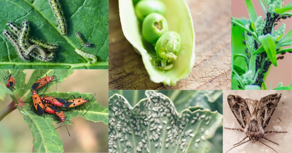 common pest and diseases in home garden