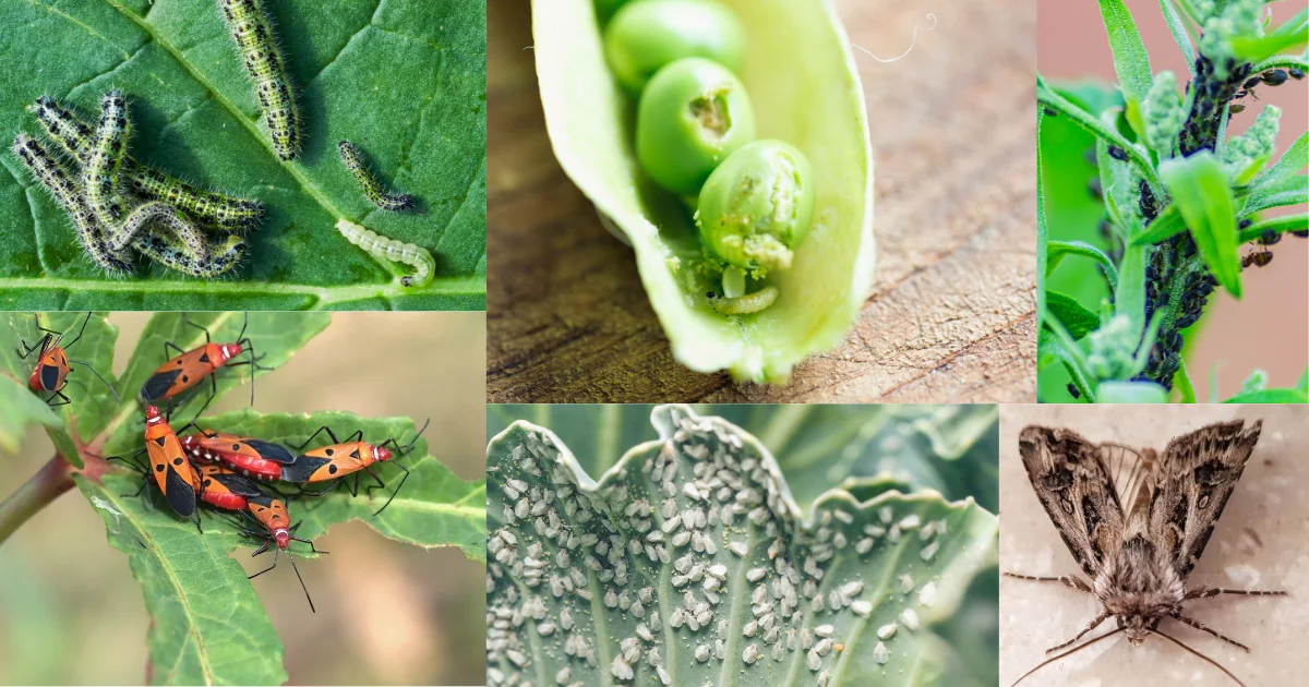 common pest and disease in home garden