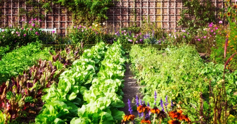 Organic Gardening For Beginners