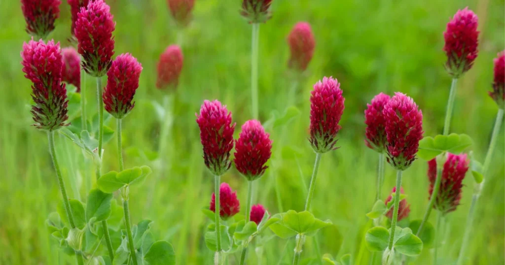 benefits of cover crops